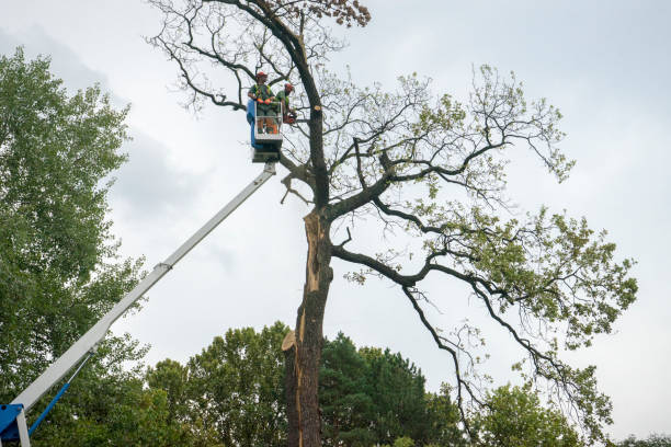 How Our Tree Care Process Works  in  Ocean Pines, MD